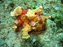 Poisson crapaud - Antennarius sp